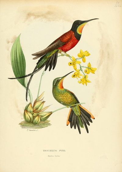 بكرة Pyra = توباز Pyra بواسطة لويس فيكتور بيفاليت