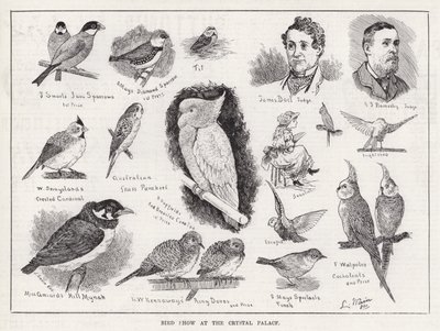 Bird Show at the Crystal Palace (engraving) بواسطة لويس وين