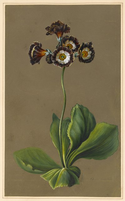 الهجين Auricula ، 1830 (لون الجسم على ورق مع أرض معدة) بواسطة لويز دورلينز
