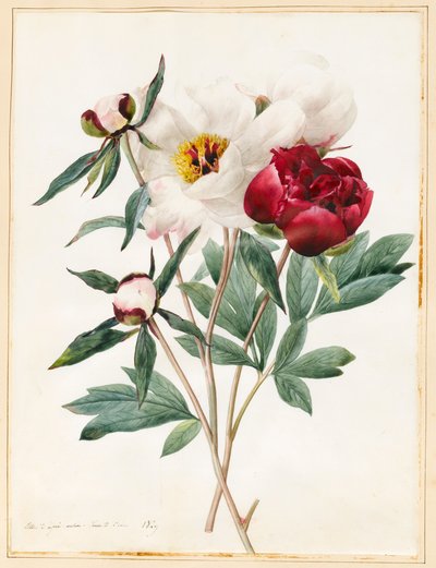 الأحمر والأبيض أعشاب بايون ، 1829 (مرحاض مع بعض لون الجسم على الرق) بواسطة لويز دورلينز