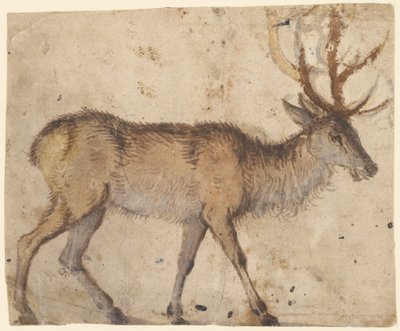 دراسة الأيل (وجه) ، حوالي 1520-30 (فرشاة ذات لون بني ، ومزودة بغواش أبيض) بواسطة لوكاس الأكبر كراناش
