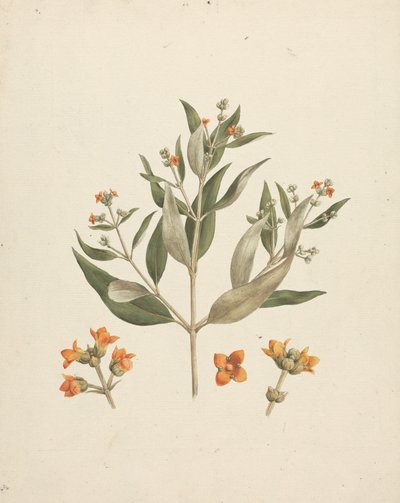 Avicennia marina (Forssk.) Vierh. (القرم الأبيض): رسم منتهي للتصوير المزهر بتفاصيل الزهور بواسطة لويجي بالوجاني