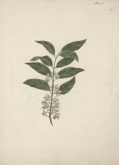 قصة Edulis Forsk. (القات): رسم منتهي بواسطة لويجي بالوجاني