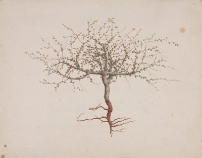 Commiphora gileadensis (L.) C. Chr. (بلسم جلعاد ، أوببلسم): انتهى الرسم إذا كانت عادة الشجرة (مع الجذور) بواسطة لويجي بالوجاني