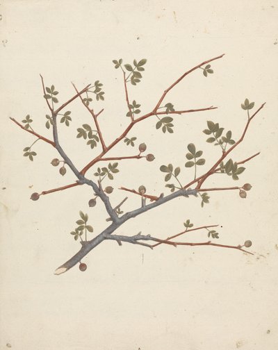 Commiphora gileadensis (L.) C. Chr. (بلسم جلعاد ، أوببلسم): الانتهاء من رسم غصن الثمر بواسطة لويجي بالوجاني