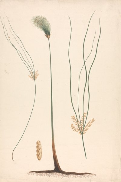 Cyperus papyrus L. (Papyrus Sedge): رسم مكتمل للرأس البخاري والرأس المزهر ، مع تفاصيل الإزهار إلى اليسار واليمين بواسطة لويجي بالوجاني