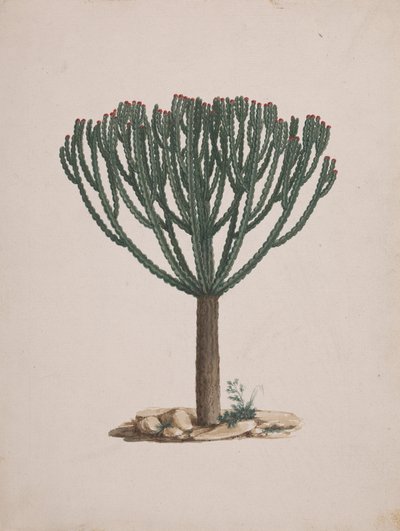 الفربيون abyssinica J.F. جميل. (Ethiopian Tree-Spurge): الرسم النهائي لعادة الشجرة بواسطة لويجي بالوجاني