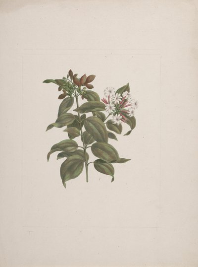 Jasminum dichotomum Vahl (الياسمين الأفريقي): انتهى الرسم بواسطة لويجي بالوجاني