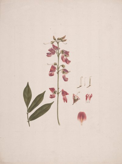 Millettia ferruginea (Hochst.) Baker: انتهى الرسم مع استبعاد بعض التفاصيل بواسطة لويجي بالوجاني