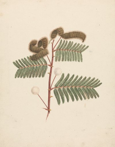 ميموزا بيجرا (L.): رسم مكتمل بواسطة لويجي بالوجاني