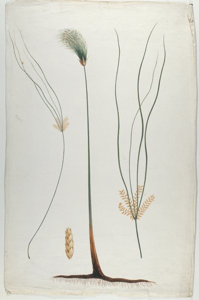 ورق البردي (تفاصيل النبات والجذر) ، بعد جيمس الحبشي بروس (1730-1794) (مرحاض فوق الجرافيت على الورق) بواسطة لويجي بالوجاني