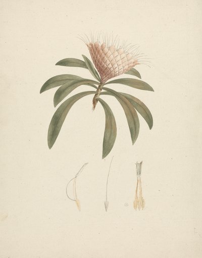 Protea gaguedi J.F. Gmel. (بروتي): انتهى الرسم بتفاصيل الأزهار بواسطة لويجي بالوجاني