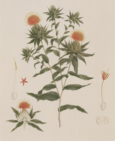 Sussa (Leaves، Flowers and Details) المنسوبة سابقًا إلى James Bruce (1730-94) (مرحاض فوق الجرافيت على الورق) بواسطة لويجي بالوجاني
