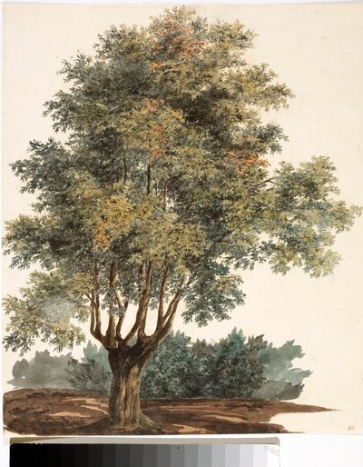 شجرة (ألوان مائية ، حوالي 1825) بواسطة لويجي جاريبو