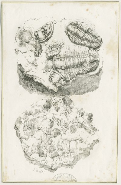 دودلي - الحفريات: الطباعة الحجرية ، nd [c 1825] (طباعة) بواسطة لوك بوكر