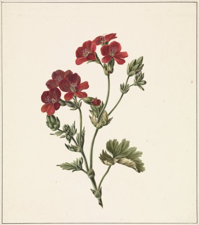 وردة حمراء بواسطة M. de Gijselaar