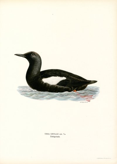 أسود Guillemot (لون ليثو) بواسطة ماغنوس فرديناند وويلهلم فون رايت