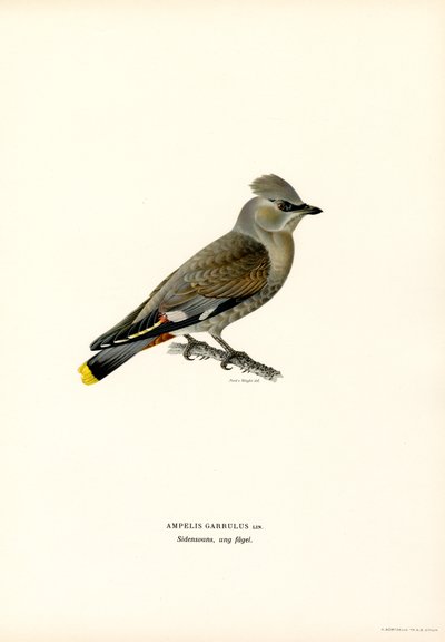 Waxwing البوهيمي (أجزاء ملونة) بواسطة ماغنوس فرديناند وويلهلم فون رايت