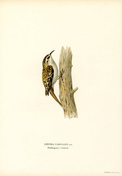 Treecreeper المشترك (لون ليثو) بواسطة ماغنوس فرديناند وويلهلم فون رايت