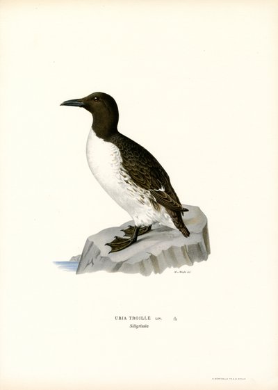 Guillemot (لون ليثو) بواسطة ماغنوس فرديناند وويلهلم فون رايت