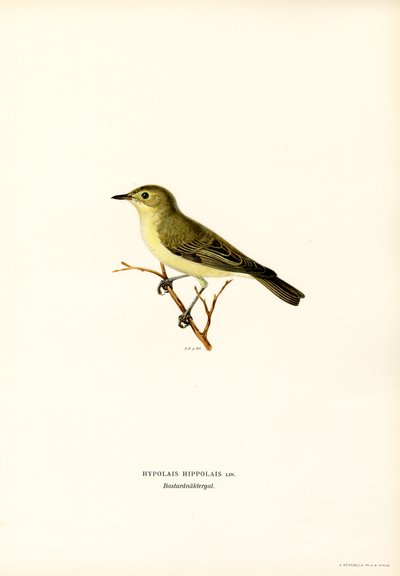 Icterine warbler (لون ليثو) بواسطة ماغنوس فرديناند وويلهلم فون رايت