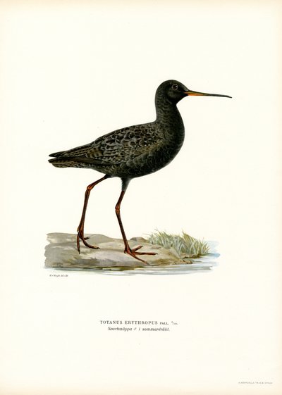 مرقط Redshank (لون ليثو) بواسطة ماغنوس فرديناند وويلهلم فون رايت