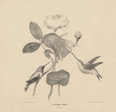 طيور الطنان ، من "الحياة على الحجر" ، 1832 بواسطة Mannevillette Elihu Dearing Brown