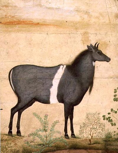 PD.78-1948 Nilgai (البقرة الزرقاء) مدرسة موغال ، أوائل القرن السابع عشر (الغواش) بواسطة منصور (Attr. To)
