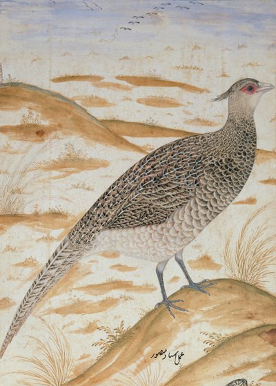 الدراج يهتف الهيمالايا ، فترة Jahangir ، المغول ، c. 1620 (ألوان مائية) بواسطة Mansur