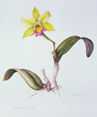 Brassolaeliocattleya Greenwich، Elmhurst (ألوان مائية على ورق) بواسطة مارجريت آن إيدن