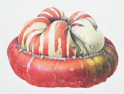 Turks Turban Squash ، 1995 (مرحاض على ورق) بواسطة مارجريت آن إيدن