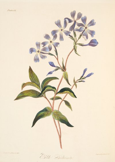 الإزهار المبكر Lychnidea ، من الرسوم التوضيحية الأزهار للفصول ، حانة. 1829 (نقش يدوي) بواسطة Margaret Roscoe