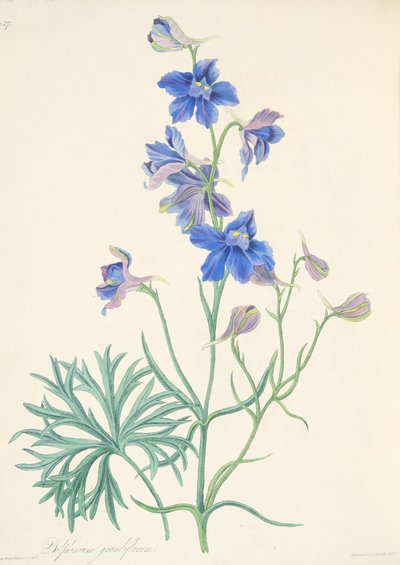 Larkspur المزهرة الكبرى ، من الرسوم التوضيحية الأزهار للفصول ، حانة. 1829 (نقش يدوي) بواسطة Margaret Roscoe