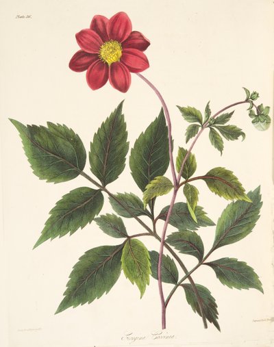 الداليا الحمراء ، من الرسوم التوضيحية الأزهار للفصول ، حانة. 1829 (نقش يدوي) بواسطة Margaret Roscoe