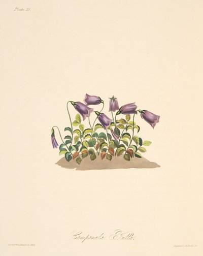 Russet Bell Flower ، من توضيحات الزهور للفصول ، حانة. 1829 (نقش يدوي) بواسطة Margaret Roscoe