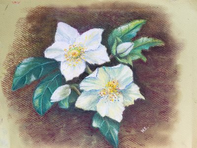 Hellebore، 2020 (باستيل) بواسطة مارجو ستاركي