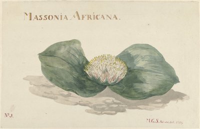 بلوم ماسونيا أفريكانا MASSONIA AFRICANA (العنوان على الكائن) بواسطة ماريا غيرترويدا باربييه سنابيلي