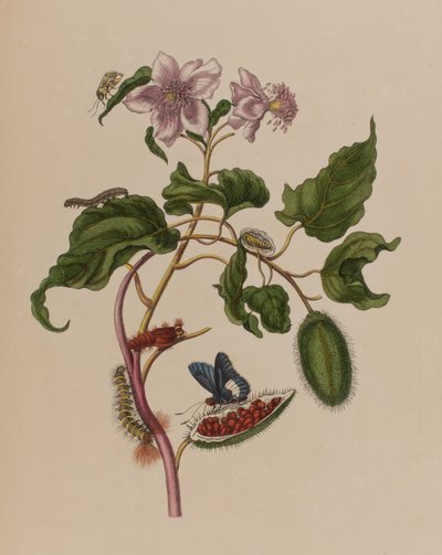 رسم توضيحي من "Metamorphosis insectorum Surinamensium. Ofte Change of Surinamese Insects 