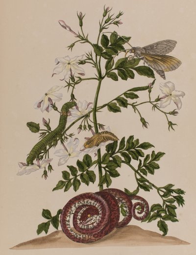 رسم توضيحي من "Metamorphosis insectorum Surinamensium. Ofte Change of Surinamese Insects 