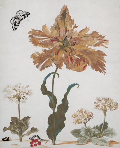 A ببغاء توليب ، Auriculas ، الكشمش الأحمر ، مع فراشة العقعق ، اليرقة والخادرة ، c.1670 بواسطة ماريا سيبيلا ميريان