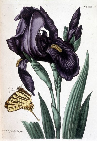 Iris broadleaf - في "التاريخ العام للحشرات من سورينام وجميع أنحاء أوروبا" بقلم Maria Sibylla de Merian ، محرر. ديسنوس ، باريس بواسطة ماريا سيبيلا ميريان