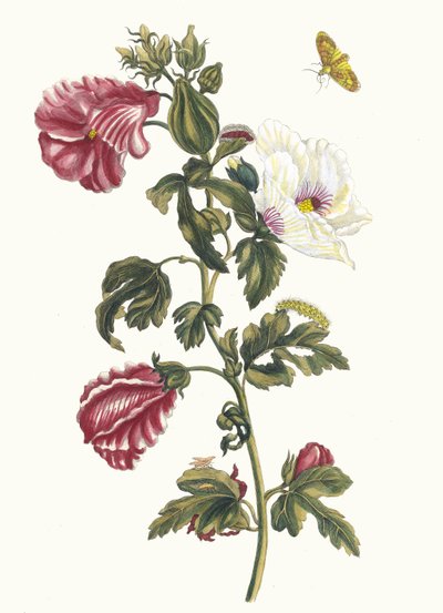 ألثيا. من كتاب Metamorphosis insectorum Surinamensium ، 1705. بواسطة ماريا سيبيلا ميريان