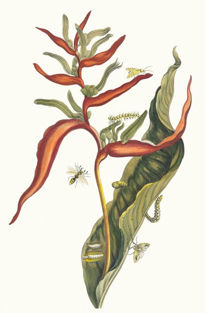 باليا. من كتاب Metamorphosis insectorum Surinamensium ، 1705. بواسطة ماريا سيبيلا ميريان