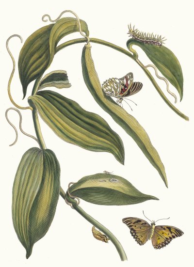 بانيل. من كتاب Metamorphosis insectorum Surinamensium ، 1705. بواسطة ماريا سيبيلا ميريان