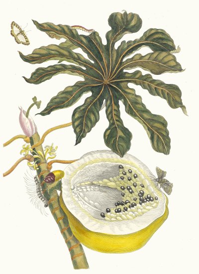 كاريكا بابايا. من كتاب Metamorphosis insectorum Surinamensium ، 1705. بواسطة ماريا سيبيلا ميريان