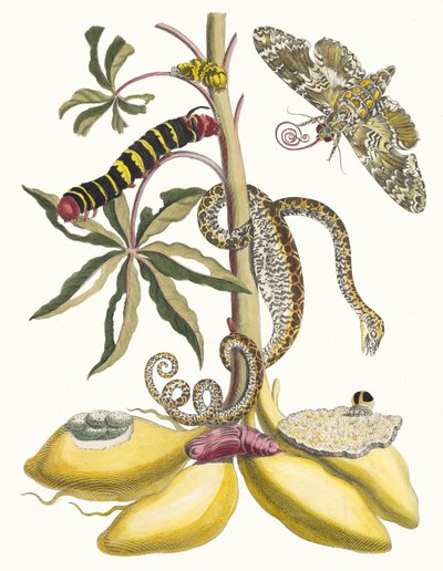 كاساف. من كتاب Metamorphosis insectorum Surinamensium ، 1705. بواسطة ماريا سيبيلا ميريان