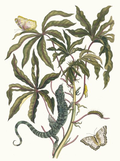 كاساف. من كتاب Metamorphosis insectorum Surinamensium ، 1705. بواسطة ماريا سيبيلا ميريان