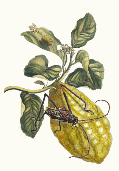 سيترونييه. من كتاب Metamorphosis insectorum Surinamensium ، 1705. بواسطة ماريا سيبيلا ميريان