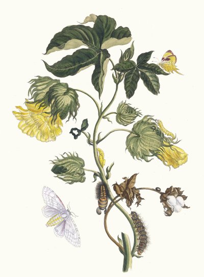 كوتونير. من كتاب Metamorphosis insectorum Surinamensium ، 1705. بواسطة ماريا سيبيلا ميريان