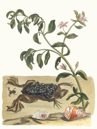 كريسون. من كتاب Metamorphosis insectorum Surinamensium ، 1705. بواسطة ماريا سيبيلا ميريان